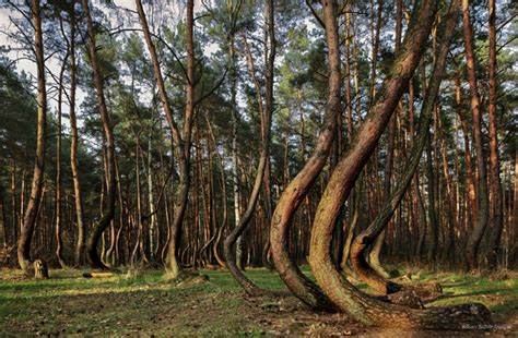 The Crooked Forest Is A Strange Grove Of Oddly Bent Trees