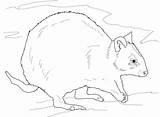 Quokka Coloring Pages Rottnest Printable Australian Animals Categories Drawings Supercoloring 58kb 753px 1024 sketch template