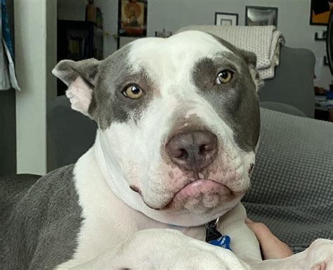 Sometimes Our Dog Charlie Gets His Upper Lip Stuck Behind His Lower