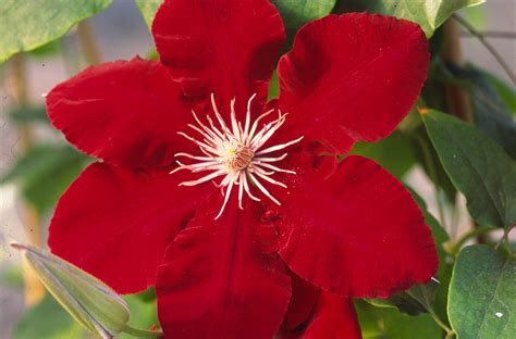 Data specific to clematis (edit). Red Varieties - Donahue's Greenhouse
