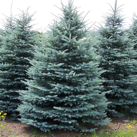Image Result For Spruce Tree Trees Pinterest Spruce Tree