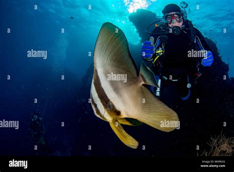 Diver Meets A Bat Fish Underwater In Malives Stock Photo Alamy