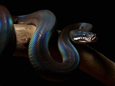 White Lipped Python Cute Reptiles Reptiles And Amphibians Mammals