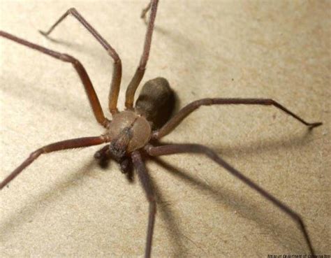 Brown Recluse Spider Poison Brown Recluse Recluse Spider Brown