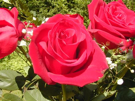 24 Gambaran Warna Bunga Mawar