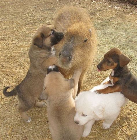 Capybara Loves All The Animals On Her Farm Capybara Pet Capybara