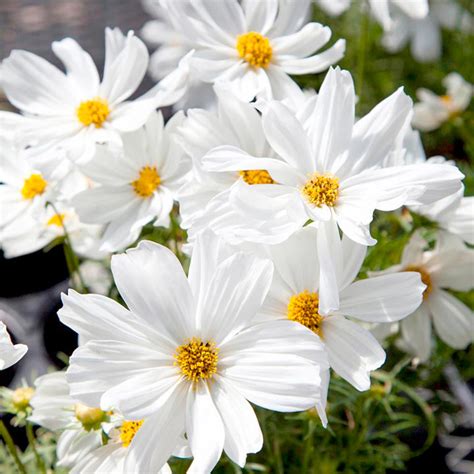 Maybe you would like to learn more about one of these? Cosmos Apollo F1 - All Flower Seeds - Flower Seeds ...