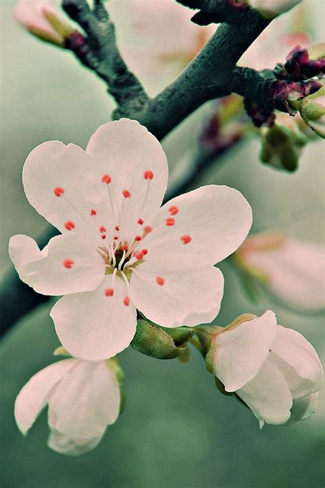 Cherry Blossom Wallpaper For Iphone Wallpapersafari