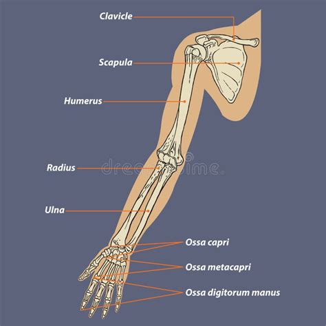 Vector Esquelético De La Anatomía Del Brazo Humano Ilustración Del