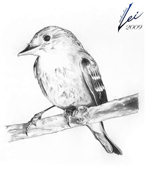 Pencil Drawing Pictures Of Birds At Explore