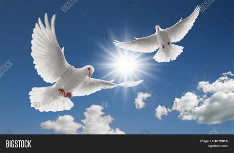 Two Flying Doves Image And Photo Free Trial Bigstock