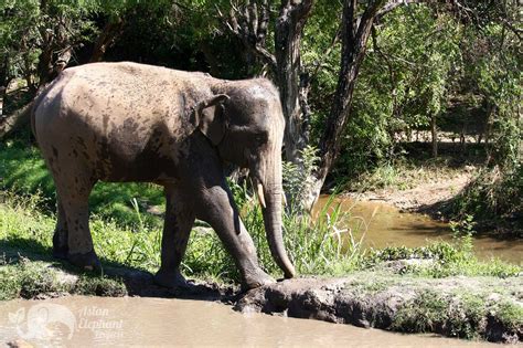 Chiang Mai Elephant Sanctuary Karen Elephant Home Eco Friendly Tour