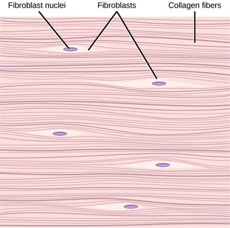 Connective Tissues Biology For Majors Ii