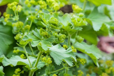 Medicinal Uses And Health Benefits Of Ladys Mantle Alchemilla Mollis