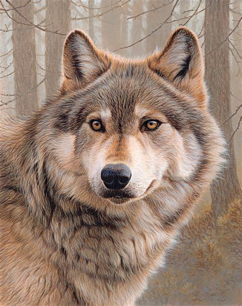 Close Up Of North American Timber Wolf Canis Lupus Lycaon Stock Images