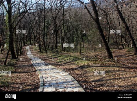 Stone Path In A Forest Stock Photo Alamy