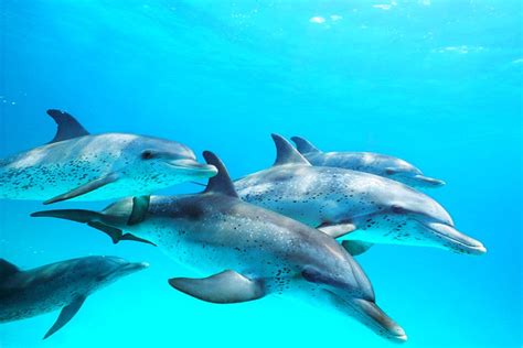 Atlantic Spotted Dolphin Pod Underwater Off Little Bahama Bank Gb