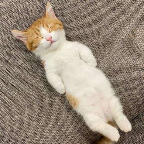 Meet Chata The Munchkin Cat Who Sleeps Like A Human Flat On His Back
