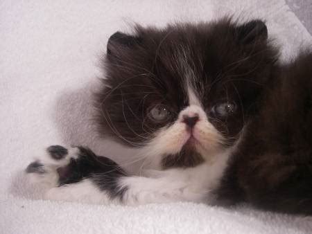 Click on any picture of cats above to start coloring. Black & White Persian Female Kitten - Rocky Mountain ...
