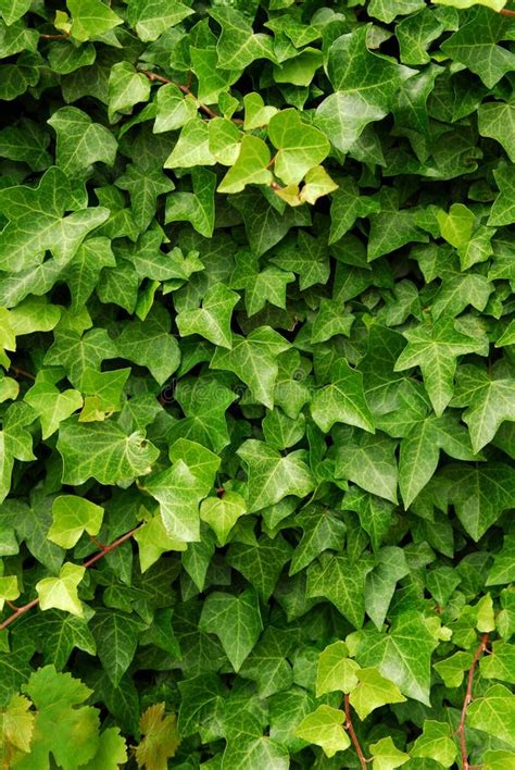 Green Ivy Background Stock Image Image Of Dense Growing 3932937