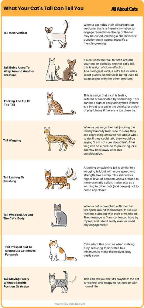 What Your Cats Tail Can Tell You Dvm Dr Pete Wedderburn All About
