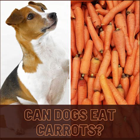 Are Carrots Good For Dogs Pethelpful