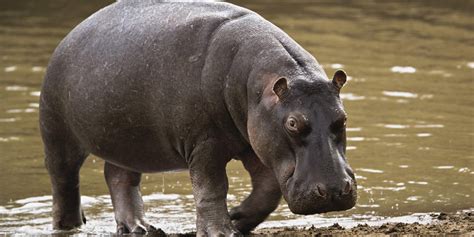 Rogue Hippo Breaks Kenyan Fishermans Legs And ‘removes His Organs In