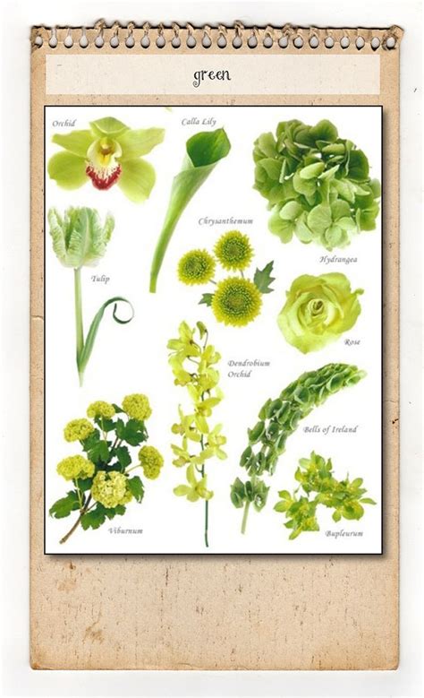 Please find below an extensive list of flower names, firstly by common name and then their botanical equivalent. 201 best flower names & colors images on Pinterest ...