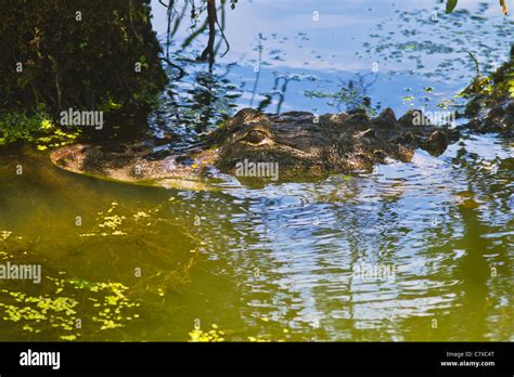 Lurking Alligator At Greenfield Lake In Wilmington North Carolina