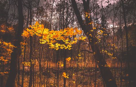Wallpaper Autumn Leaves Cloudy Woodland Images For Desktop Section