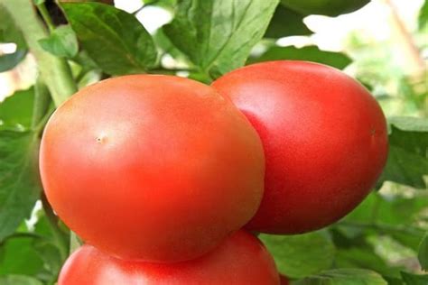 Tomato Swat F1 описание и характеристики на сорта добив със снимка