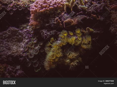 Pink Coral Reef Image And Photo Free Trial Bigstock
