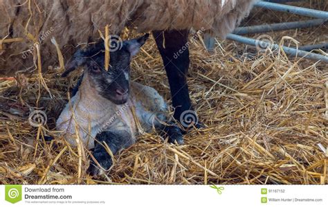 Sheep Ewe Licks Her Lamb After Giving Birth Stock Photo Image Of Born
