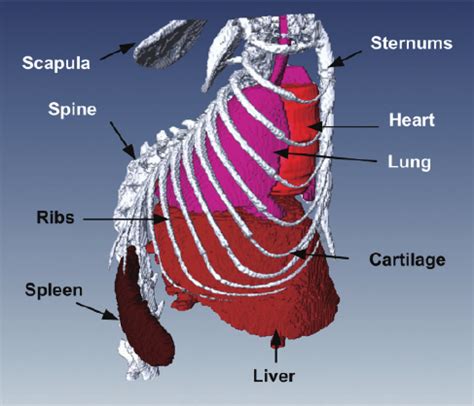 Detoxifying organs and glands learn self healing techniques online these pictures of this page are about:lungs rib cage and stomach. 3D visualization of the heart, lung, liver, spleen ...