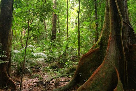 Guide To Visiting Australias Daintree Rainforest Incl Cape