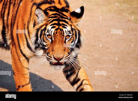 The Bengal Tiger Is Watching A Scary Sight Stock Photo Alamy