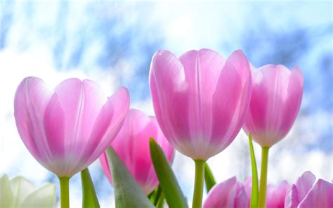 Download 3840x2400 Wallpaper Fresh Pink Tulips Flowers