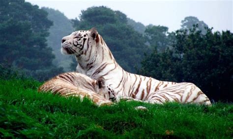 Top Imagenes Del Tigre Blanco En Peligro De Extincion Elblogdejoseluis Com Mx