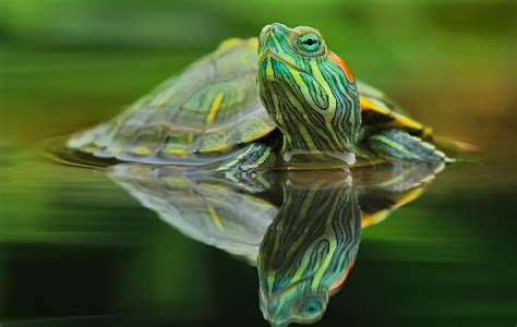 Incredible Green Turtle Picture Omg Amazing Pictures Most Amazing