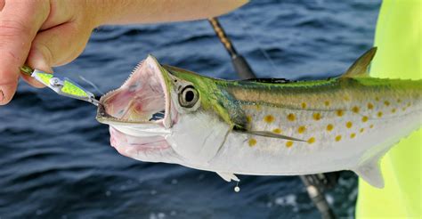 April Opens Spanish Mackerel Season Along The Southeastern North