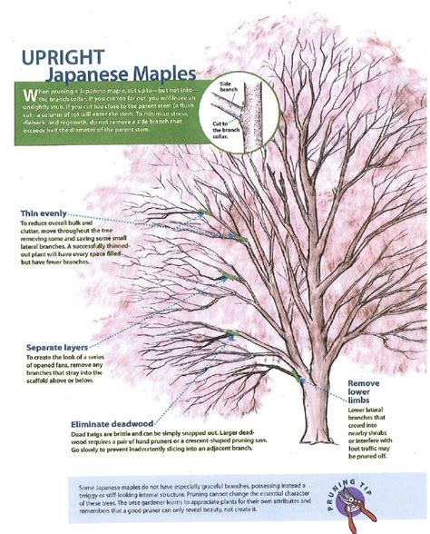 Pruning Japanese Maples High Hand Nursery