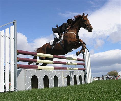 Black Horse Jumping Stock Photos Pictures And Royalty Free Images Istock