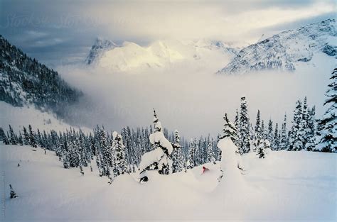 Man Tree Skiing Powder Snow In Winter Mountains Of Rogers Pass British