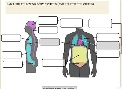 ️body Planes And Cavities Worksheet Free Download