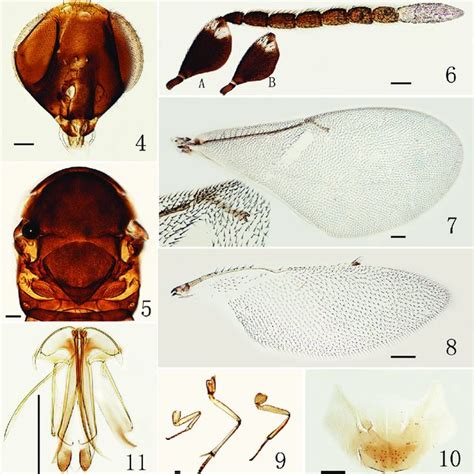 A Minipedicellus Sp N Holotype Female 4 Head Frontal View 5