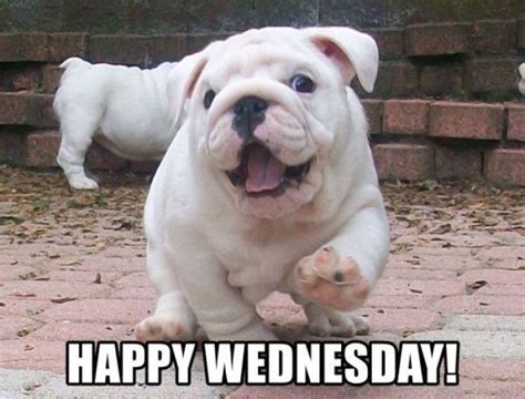 36 Funny Happy Wednesday Memes English Bulldog Puppies Cute Bulldog