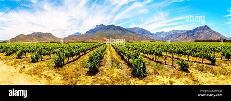 Panorama Of Vineyards And Surrounding Mountains In Spring In The Boland