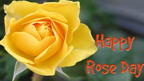 Free Download Yellow Rose Day Images For Friendship Yellow Rose Love