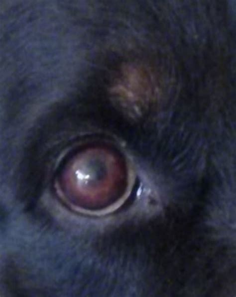 Uveal Eye Melanomas Dark Masses On Dogs Eyes Dog Discoveries