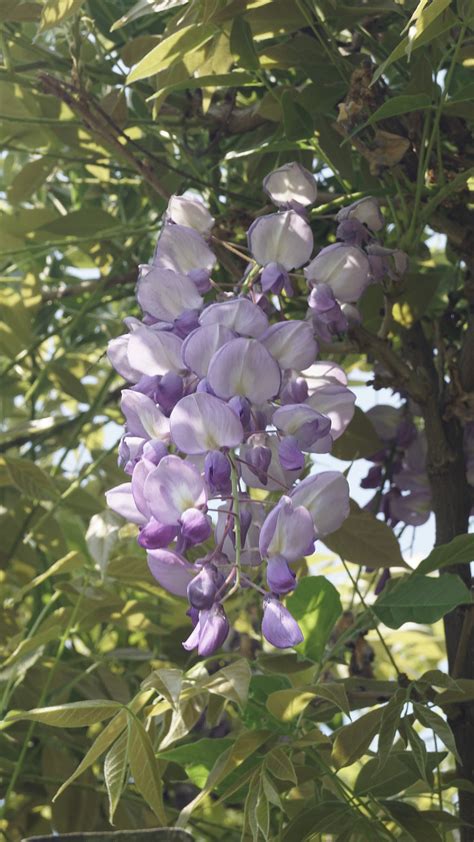 wisteria sinensis prolific chinese blauwe regen prolific